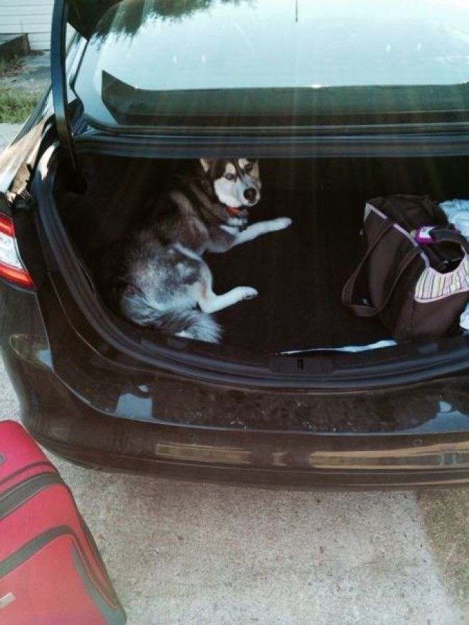 Домашние животные в курсе когда вы собираетесь на отдых без них