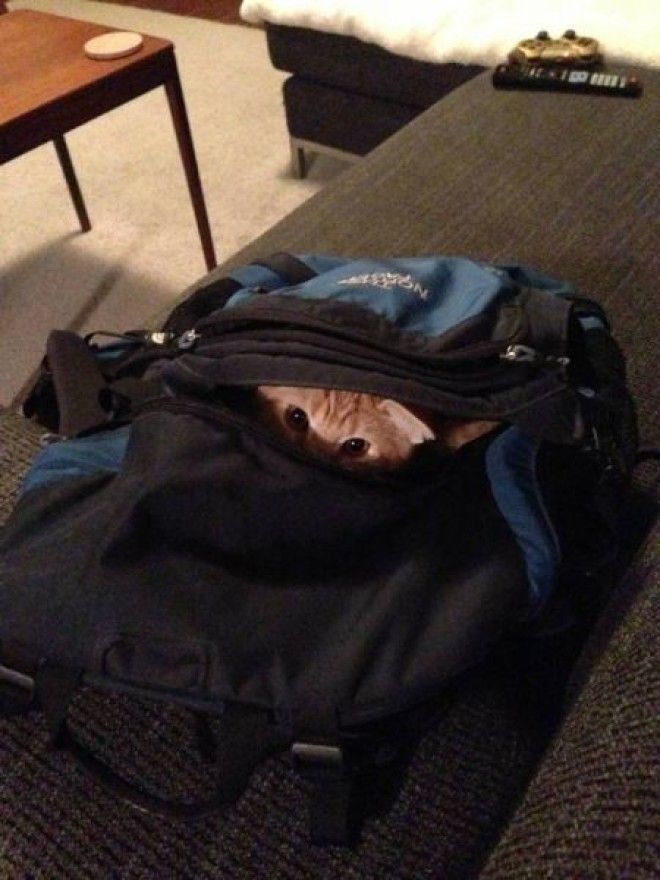 Домашние животные в курсе когда вы собираетесь на отдых без них