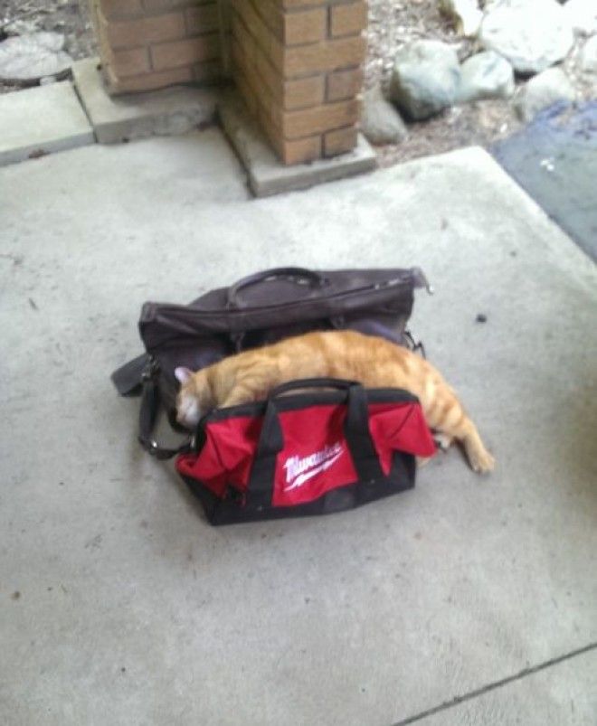 Домашние животные в курсе когда вы собираетесь на отдых без них