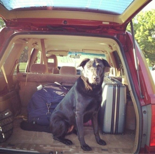 Домашние животные в курсе когда вы собираетесь на отдых без них