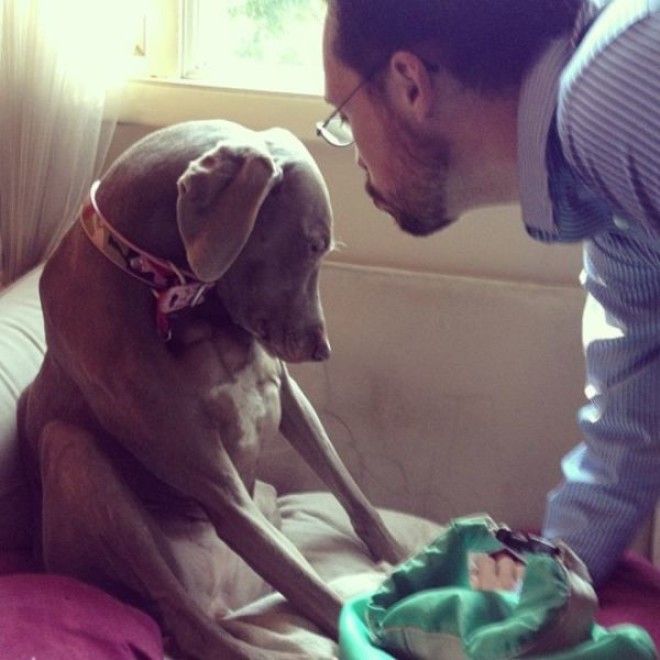 Домашние животные в курсе когда вы собираетесь на отдых без них