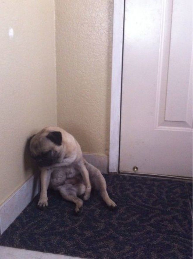 Домашние животные в курсе когда вы собираетесь на отдых без них