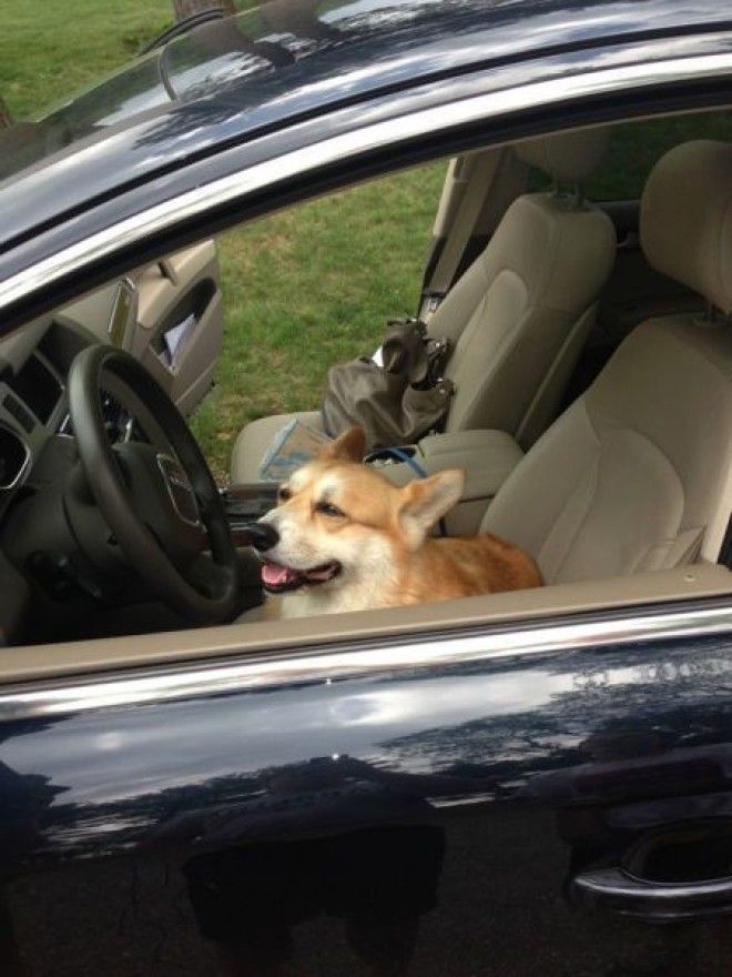 Домашние животные в курсе когда вы собираетесь на отдых без них