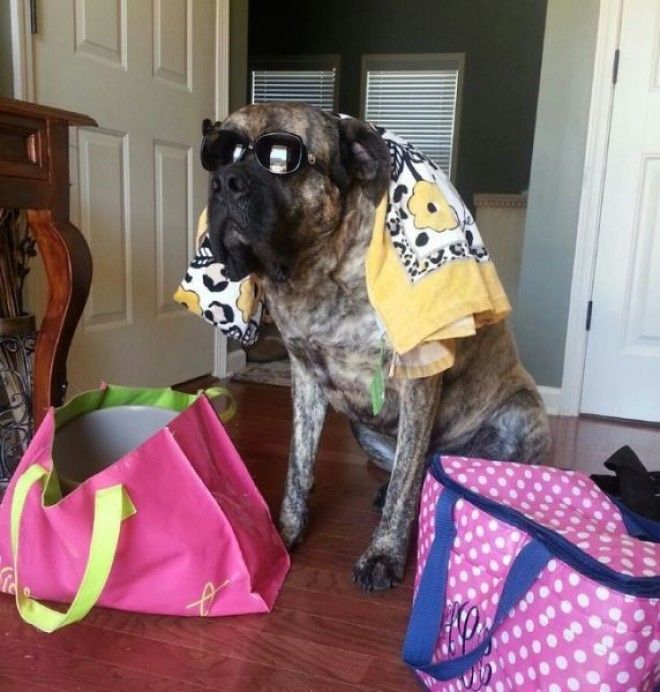 Домашние животные в курсе когда вы собираетесь на отдых без них