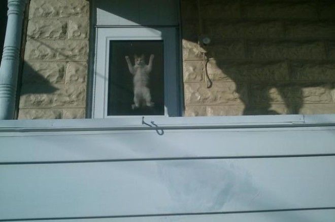 Домашние животные в курсе когда вы собираетесь на отдых без них