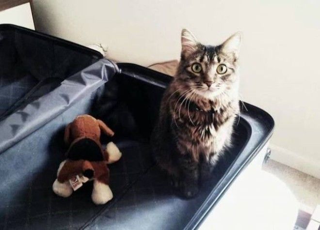 Домашние животные в курсе когда вы собираетесь на отдых без них