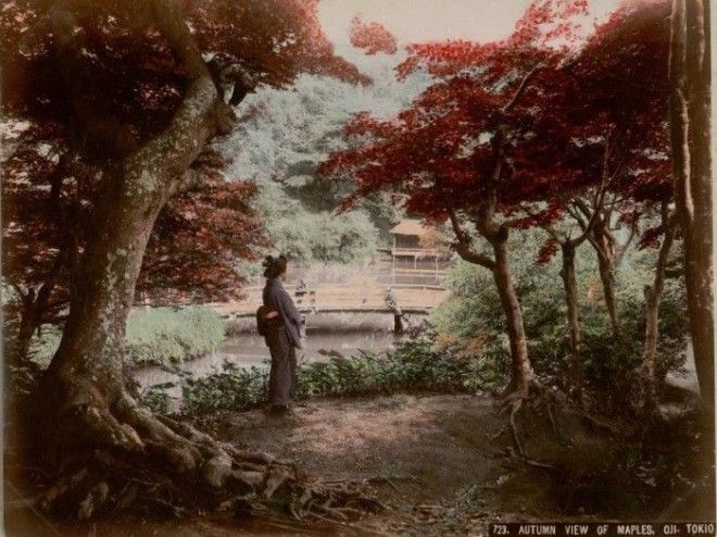 Ослепительная красота осенних кленов