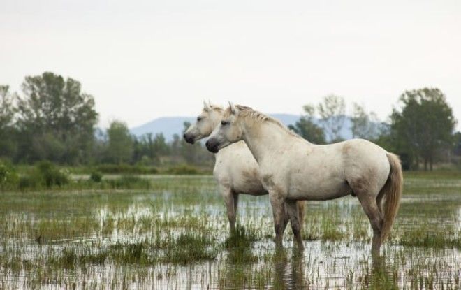 42 убедительные причины никогда не посещать Францию