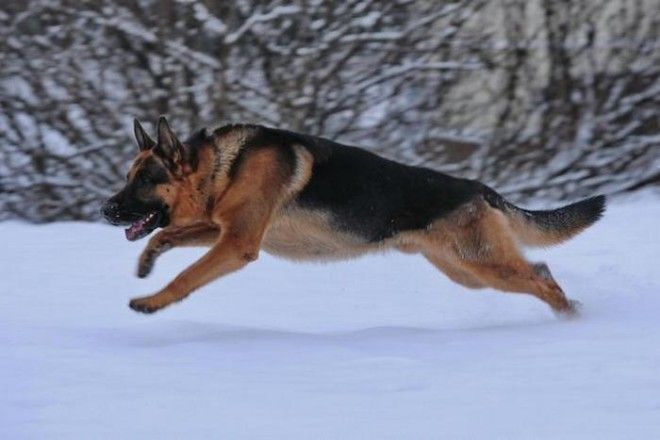 15 фактов о том как изменится Земля если человечество вымрет