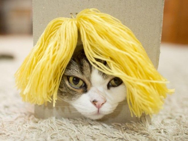 Хозяин кота, который очень любит залазить в коробки, нашел смешное применение его страсти кот Мару кот в париках кот любит залазить в коробки