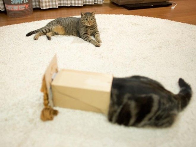 Хозяин кота, который очень любит залазить в коробки, нашел смешное применение его страсти кот Мару кот в париках кот любит залазить в коробки