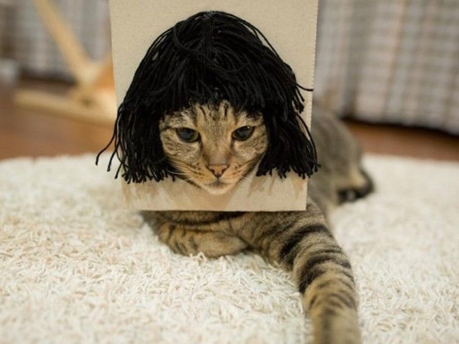 Хозяин кота, который очень любит залазить в коробки, нашел смешное применение его страсти кот Мару кот в париках кот любит залазить в коробки