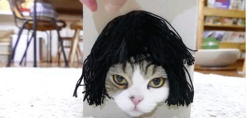 Хозяин кота, который очень любит залазить в коробки, нашел смешное применение его страсти кот Мару кот в париках кот любит залазить в коробки
